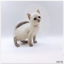 고양이분양 제나캣 화명점 이미지