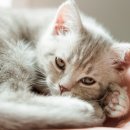 수동물메디컬센터 이미지