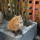 쉴만한강가 | 베트남 호치민 여행코스 아이와 함께 가볼만한 곳 카피바라 동물 카페