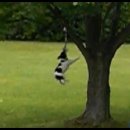 (잭러셀테리어) Jake the Jumping Jack Russell 이미지