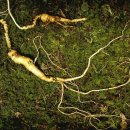 고려산삼 이미지