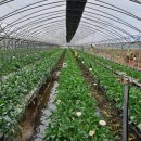 의성꽃화원 이미지