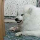 룰루랄라 이미지