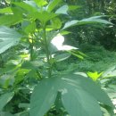 단풍잎돼지풀 / ragweed 이미지