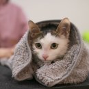 묘신사 그루밍 이미지