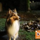 스마트독까페 이미지