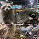 멍이와쿤이 이미지