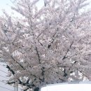 성미금속 | 시작?" 2026 벚꽃 지각생을 찾아서 - ​낮 기온 26도에 내리는 '분홍색 눈', 시흥 오이도 낙화쇼 직관 후기