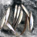 고잔낚시터 이미지