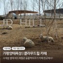 동이목장 | 가평 양떼목장 카페 썰매 가평여행 가볼만한곳