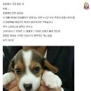 멍뭉이 이미지