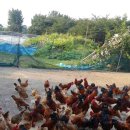 토종농장 이미지