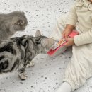 캣플헤븐 | 일산 고양이 카페 21개월 아기랑 방문후기 캣플헤븐 일산탄현점