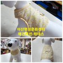 문화애견 Daum카페