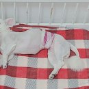 연이동물병원 이미지