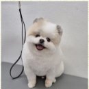 우리동네펫샵 이미지