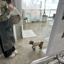 데이도그 | 부산 강아지 24시 애견미용 호텔 도그드림 데이케어 내돈내산 후기 (태디 기록용)