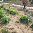 이쁜농장 이미지