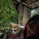 다로산 스파펜션 이미지