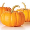 호박이넝쿨째 이미지