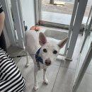 멍멍하개 이미지