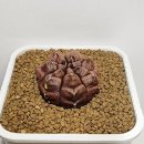 데이드림 이미지