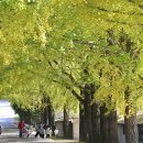 은행나무길 이미지