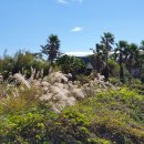 똘내미집 이미지