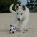 정자현대동물병원 네이버블로그