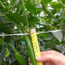 버드네농장 이미지