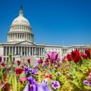 D.C'