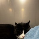 같은마음 동물병원 | 13살 당뇨고양이 건강검진 결과 / 광명사거리동물병원 / 같은마음동물병원