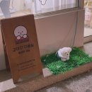 헬로우 댕글 이미지