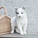 버디독 강아지분양 안심분양센터 서울 영등포점 이미지