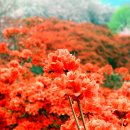 완산-7 이미지