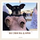 간절곶공원 주차장 | 울산 간절곶 빛축제 핑크 트리 기간 포토존 주차장 강아지 | 새울파빌리온