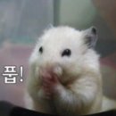 네오푸드 이미지