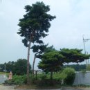 화성주유소 이미지