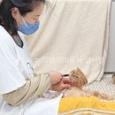 고양이미용사 임서영 이미지