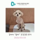 둘리 | 광명 동물병원) 강아지 "둘리" 건강검진 후기 (담석, 신장결석)