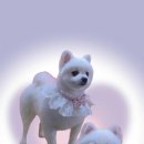 우리 애견 미용실 이미지