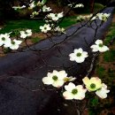 이 좋은 봄(이유림 작) 이미지