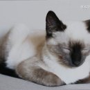 위즈펫동물병원 이미지