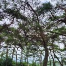 나무이야기 이미지