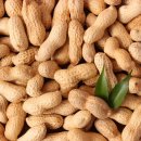 땅콩이네 이미지