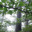 북산소공원 | 5.홍천기맥[춘천지맥] 5구간(거니고개~홍천고개)