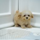 강아지고양이 미유펫 청주점 이미지