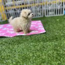 김해 강아지분양 고양이분양 도그하우스 외동점 이미지