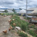 제암농장 | 2주간격 정기공구 제암농장 유정란, 수제 누룽지 , 수제 요거트 신선제품 주문주세요! 목요일픽업