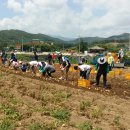 고탄산들미 이미지